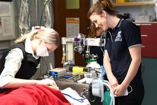 Academic Associate Program - Eureka Veterinary Hospital Ballarat