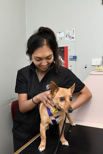 Annual Health Check and Consultations - Eureka Veterinary Hospital Ballarat
