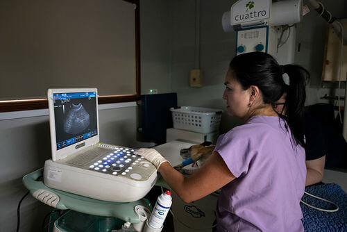 Diagnostic Imaging - Eureka Veterinary Hospital Ballarat