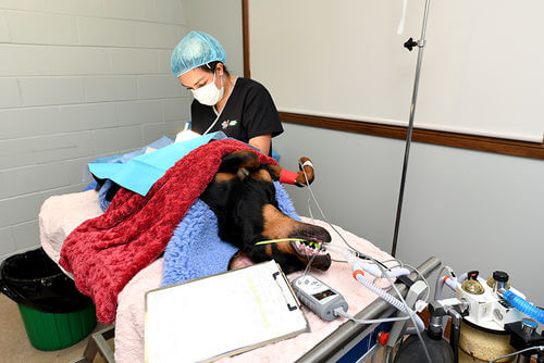 Employment - Eureka Veterinary Hospital Ballarat