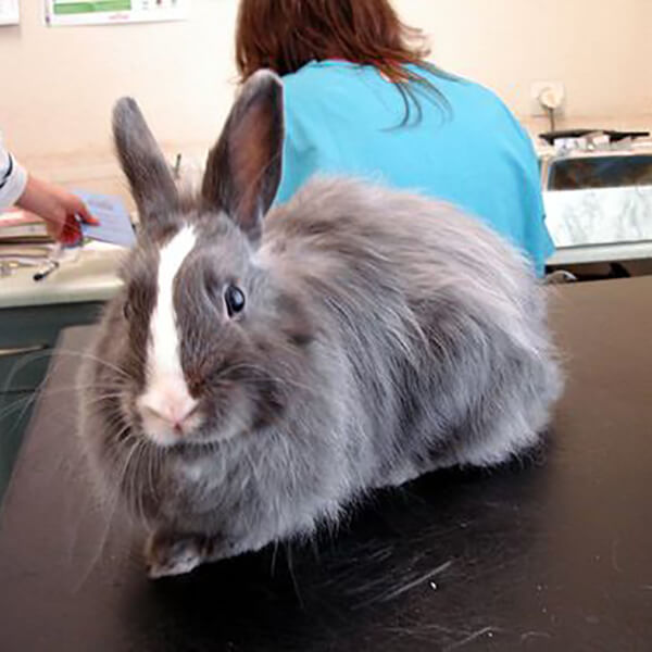 Rabbit Care - Eureka Veterinary Hospital Ballarat