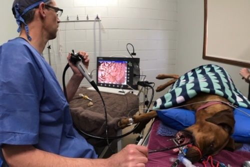Endoscopy Surgical Service - Eureka Veterinary Hospital Ballarat