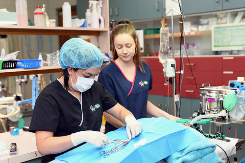 Surgical Services - Eureka Veterinary Hospital Ballarat