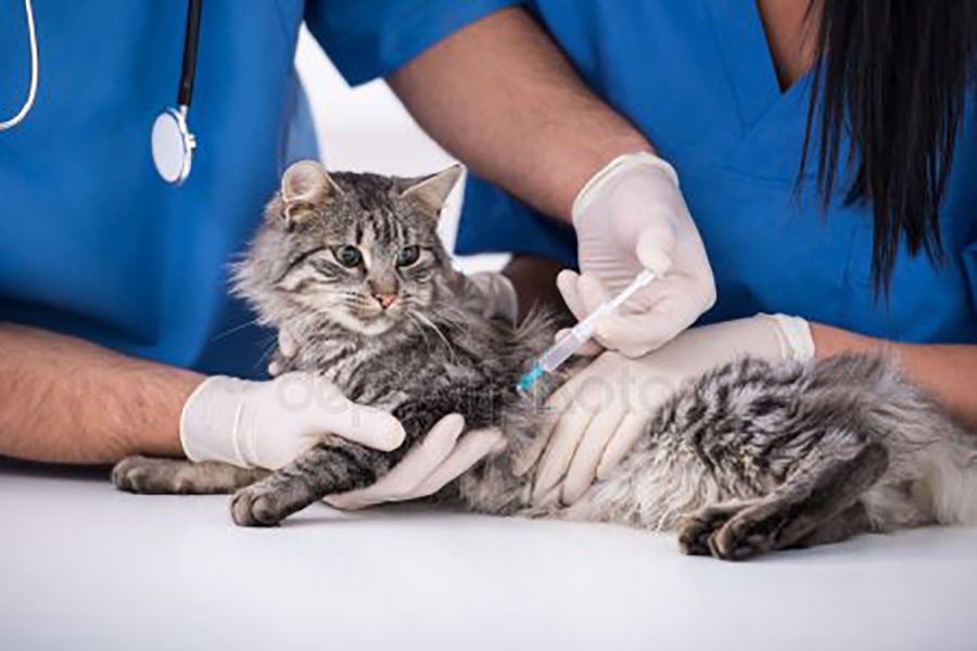 Vaccinations for your Cat - Eureka Veterinary Hospital Ballarat