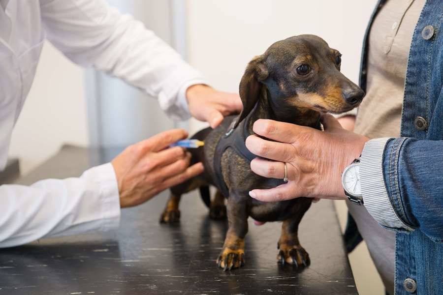 Vaccinations for your Dog - Eureka Veterinary Hospital Ballarat