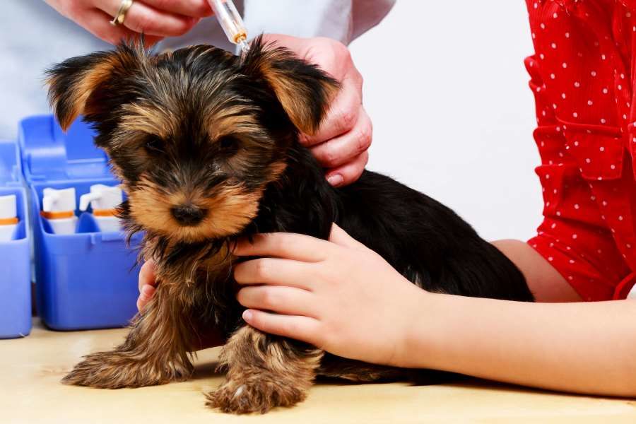 Vaccinations for your Puppy - Eureka Veterinary Hospital Ballarat